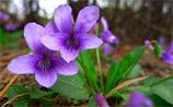 紫花地丁的功效与作用 紫花地丁的食用方法