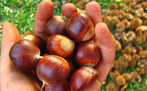 煮熟的板栗剥皮容易吗 煮熟的板栗怎样好剥皮