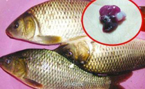 鱼胆有毒吗 鱼胆食用量过度的危害
