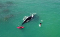澳两女子划皮艇偶遇鲸鱼 鲸鱼可以靠近吗